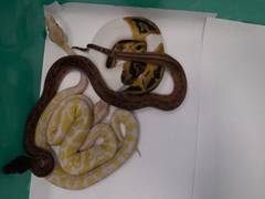
      
      Tamil Nadu: Exotic species recovered at Chennai airport
      
      