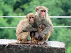 
      
      PIL in High Court against menace of monkeys in New Delhi region
      
      
