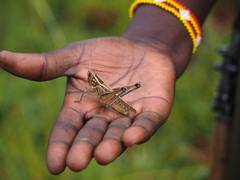 
      
      Japanese telecom firm plans to foray into cricket farming
      
      