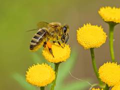 
      
      Flower patterns boost bumblebee efficiency: Research
      
      