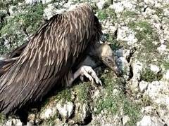 
      
      Over 20 vultures found dead in Assam's Sivasagar, reason unknown
      
      