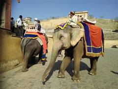 
      
      World Animal Protection Urges Travel Companies and Individuals 
      
      