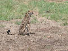 
      
      MP: Female cheetah brought from Namibia falls ill
      
      