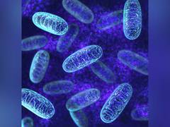 
      
      Bacteria kill algal hosts when coexisting is no longer beneficial
      
      