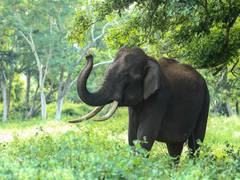 
      
      Elephant extinction could impact atmospheric carbon levels: Study
      
      