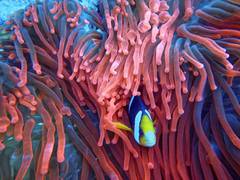 
      
      Reef fish find it harder to locate rivals due to coral bleaching
      
      