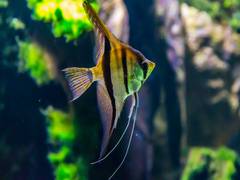 
      
      Microalgae was found in water from a home aquarium
      
      