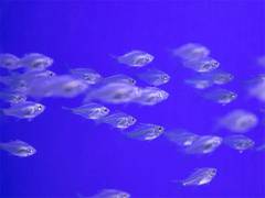 
      
      Aquatic life respond to flooding disturbance in different ways
      
      