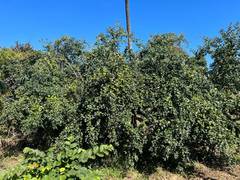 
      
      Rare Triloka Ber trees preserved, still bearing fruits
      
      