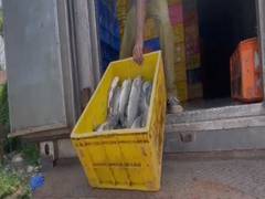 
      
      4000 kg of rotten fish caught in Kochi, police launch probe
      
      
