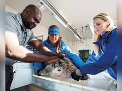 
      
      Miral announces the opening of Yas SeaWorld Research & Rescue
      
      