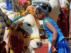 
      
      Giriraj Singh backs celebrating 'Cow Hug Day' on Feb 14
      
      
