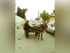 
    China's demand for Africa's donkeys on the rise: Report
    