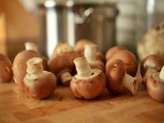 
    Study identifies compound in mushroom which boosts nerve growth 
    