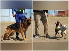 
      
      Nepal: Grand dog show in Lalitpur draws range of breeds
      
      