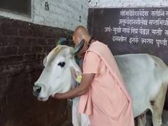 
      
      Madhya Pradesh celebrates Cow Hug Day today
      
      