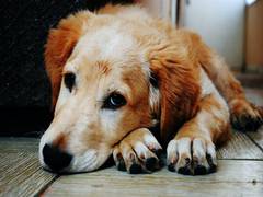 
      
      Genetic test can detect deadly bleeding disorder in dogs
      
      