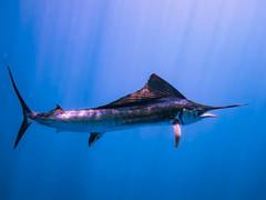 
      
      Here's how the fastest fish hunts its prey
      
      