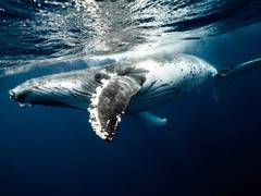 
      
      Will deep-sea mining affect whales? Find out
      
      