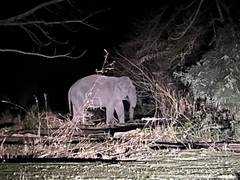 
      
      Elephant spotted at Burhachapori wildlife sanctuary after removal
      
      
