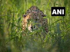 
      
      12 cheetahs begin their journey from South Africa, to reach India
      
      