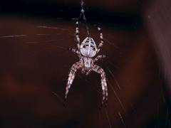
      
      Spiders can be used as pest control for tomatoes, potatoes: Study
      
      
