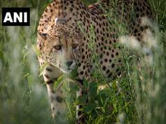 
      
      12 cheetahs from South Africa land at MP's Gwalior Airport
      
      
