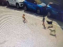 
      
      Stray dogs maul 5-year-old boy to death in Hyderabad
      
      