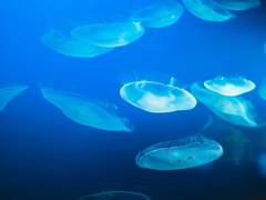
      
      Single gene in cnidarians causes stinging cell to lose sting
      
      