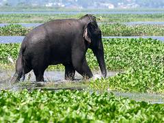 
      
      Elephant Conservation Networks help coexistence with elephants
      
      