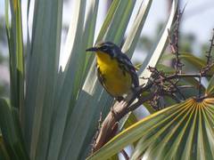 
      
      Endangered Bahamas bird may be lost from island
      
      