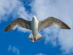 
      
      Decoding mystery behind structure of birds' wings
      
      