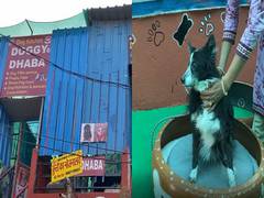 
      
      From food to boarding, Indore-based couple opens Doggy Dhaba
      
      