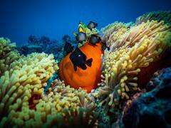 
      
      Biodiversity loss drove ecological collapse
      
      