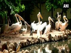 
      
      Kolkata's second mini zoo 'Harinalaya' ready to welcome visitors
      
      