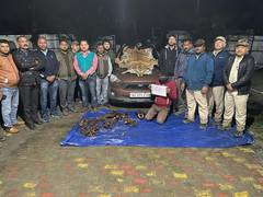 
      
      Assam: Poacher held with multiple tiger parts from Tinsukia
      
      