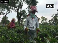 
      
      95% of India's 2022-23 tea exports target would be achieved: Govt
      
      