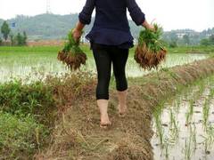 
      
      Food security a major concern for China
      
      