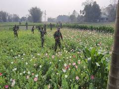 
      
      BSF destroys illegal poppy cultivation at India-Bangladesh border
      
      