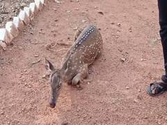 
      
      Andhra Pradesh: Deer enters residential area in Tirupati, rescued
      
      