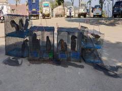 
      
      Mizoram police rescue 17 exotic birds, animals
      
      