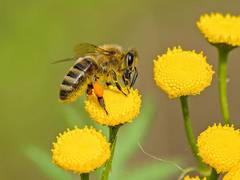 
      
      Honey bees use social learning to enhance their waggle dance
      
      