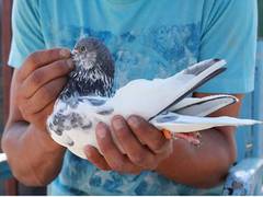 
      
      J-K: Tradition of pigeon flying is still alive in Srinagar
      
      