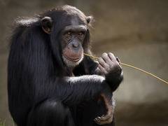
      
      Did early humans and monkeys use same stone tools? Find out
      
      