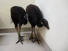 
      
      West Bengal: BSF rescues exotic birds from smugglers on border
      
      
