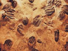 
      
      Fossil site is 'Rosetta Stone' for understanding early life
      
      