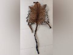 
      
      Man arrested with leopard skin in Odisha's Boudh
      
      