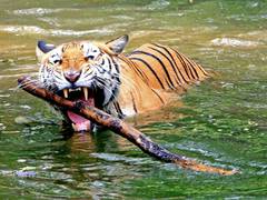 
      
      Tiger kills villager in Sunabeda Wildlife Sanctuary 
      
      