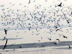 
      
      Rare and elusive duck species visit Kashmir after 116 years
      
      