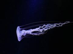 
      
      Jellyfish size may influence their nutritional value: Study
      
      
